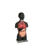 Torso e Muscoli